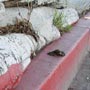 Ruben Ochoa - <em>Clastic Rupture</em>